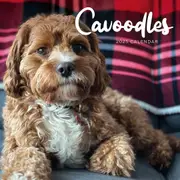 Cavoodle 2025 Calendar