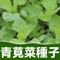 在飛比找蝦皮購物優惠-圓葉青莧菜種子 圓葉紅莧菜種子 四季播種蔬菜籽 易發芽陽臺盆