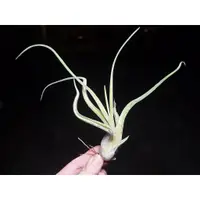 在飛比找蝦皮購物優惠-<美心花園>空氣鳳梨 空鳳   女王頭 Tillandsia