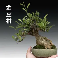 在飛比找蝦皮購物優惠-金豆柑 花果類盆栽 盆栽玩家絕對必須收藏