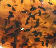 Large Swarm of Coleoptera, Fossil insect inclusion in Burmese Amber