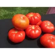 TOMATO 'Beefsteak' seeds