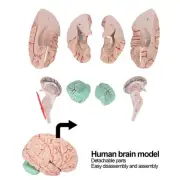 Human Brain Model Professionals Doctors Teaching Brain Anatomy Model For Sch MNS