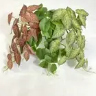 Green Plant Artificial Green Plant Leaves Fake Hanging Plants Birthday Decor