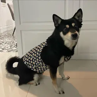 【美好毛日】韓國Noradog寵物涼感衣-小雛菊