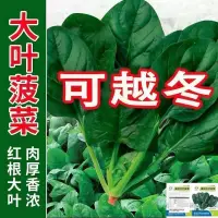 在飛比找蝦皮購物優惠-【買一送一】菠菜種子大葉菠菜籽高產耐熱耐寒菠菜種籽秋冬蔬菜種