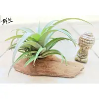 在飛比找蝦皮購物優惠-卡比他他 “銀玫瑰” Tillandsia capitata