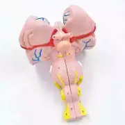 3:1 Human Brain Stem Anatomical With Blood Vessel Medical Anatomical Model