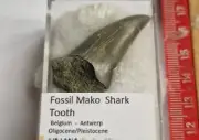 LARGE Fossil Mako Shark Tooth - BOXED - BELGIUM 4cm -SUPERB CURVED BLADE