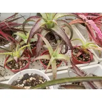 在飛比找蝦皮購物優惠-特價，多肉植物，沙漠鳳梨Hechtia glauca( 圖2