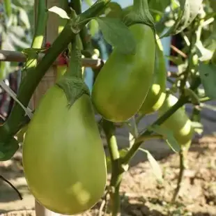 多款茄子種子 紫長茄子種子 綠茄子 白茄子雞蛋茄 四季圓頭茄庭院園藝陽臺盆栽蔬菜種子易種