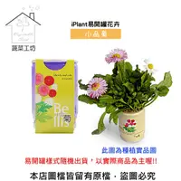 在飛比找PChome24h購物優惠-iPlant易開罐花卉-小品菊