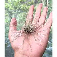 在飛比找蝦皮購物優惠-空鳳貓@白毛毛/Tillandsia fuchsii v. 