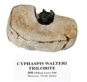 Cyphaspis Walteri TRILOBITE Fossil Morocco 400 Mil Years Old #14922 16o