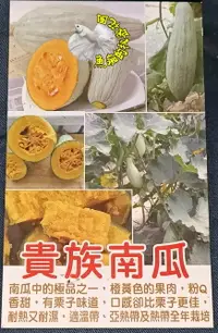 在飛比找樂天市場購物網優惠-5寸盆 [貴族南瓜盆栽] 新品種南瓜盆栽 活體蔬果盆栽 送禮