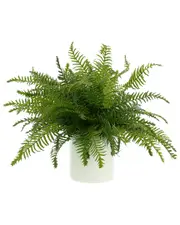 Creative Displays Uv Protected Outdoor Fern Plant