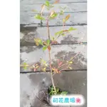 初花農場3店|小葉欖仁|2寸盆|冬天全落葉|實生苗----定價50特價40