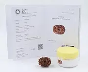 ShivaRatna 14 Mukhi/Fourteen Face Rudraksha with Certificate of Authenticity (Elite Range) Collector Size
