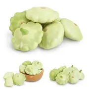 Squash - Scallop Bennings Green Tint seeds