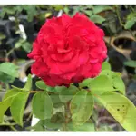 花田厝_玫瑰苗--紅色達文西，ED LEONARDO DA VINCI-- 3.5吋盆