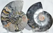 Large Black Ammonite Pair Deep Crystal Cavity 110mo Fossil 205mm XL 8.1" n2520yr