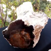 8 Lb 5 Oz Natural Rare Opalized Mirror Polished Multicolor Big Petrified Wood Uv