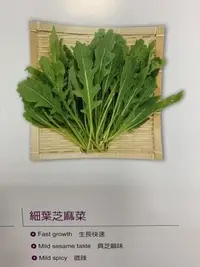 在飛比找Yahoo!奇摩拍賣優惠-【1磅裝蔬菜種子P199】細葉芝麻菜（箭生菜、德國芥藍）~義