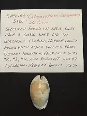 EXTINCT Fossilized COWRIE Shell ( Calusacypraea Sarasotaensis ) From Central Fl