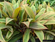 Buy Cordyline Tangelo in Australia - Cordyline fruticosa Tangelo