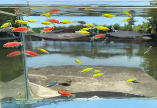 【彩蝦屋】 螢光斑馬魚專用飼料  藍仙子 綠仙子 新手好飼養 水草缸 觀賞魚 龍魚專用活餌