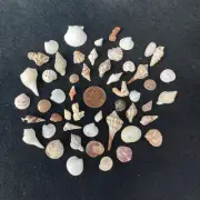 Tiny Florida Seashells Dollhouse Crafts Mixed FL Sea Shells Crafting FL Beach TT