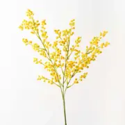 Australian Native Mimosa Wattle Blossom Flower Spray - Yellow