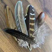 5pcs Natural 12-16cm Mixed Pheasant Feathers Home Decor Vase DIY Art Craft
