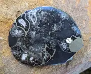 Ammonite Fossil, Pyritised with Calcite, Polished Pair, Morocco