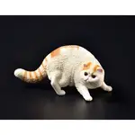 動物模型 加菲貓 短毛貓 異國短毛貓 貓