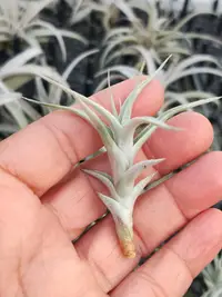 在飛比找Yahoo!奇摩拍賣優惠-綠房子空氣 阿比達小  Tillandsia albida