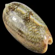 OLIVA RETICULATA (Camotes Isl., Philippines) 33.8mm #30678
