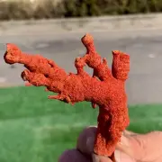 14 g Natural Red coral reef Cluster Ocean Mineral Crystal Specimen
