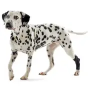 Kruuse Rehab Dog Hock Protector LARGE