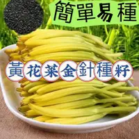 在飛比找蝦皮購物優惠-🍁💥【蝦皮熱銷】食用黃花菜種子  金針菜籽 四季播種 天然補