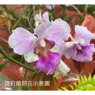 花花世界-蘭科 棒葉萬代蘭-**鐵釘蘭**-尖葉萬代蘭/4吋盆/高20-50cm/  花期春末至秋初 /MA