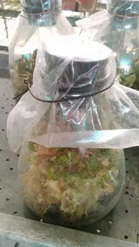 在飛比找Yahoo!奇摩拍賣優惠-花花世界_香草植物--金線蓮--(金斯草/有金色條紋)/4吋