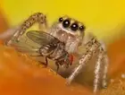 JUMPING SPIDER GLOSSY POSTER PICTURE PHOTO BANNER insect arachnid cool 4439