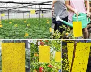Up 20 sheets Sticky Sided Trap Insect Bug Killer Catcher Aphids Fly Gnat Fruit