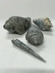 Fossilized Shells ( 4 ) From Central Florida - Pliocene Era.