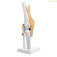 在飛比找蝦皮商城精選優惠-Dou 人體解剖膝關節柔性骨架模型醫學學習輔助解剖學