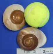 XL Land Snail Shells, 2 - 2 3/4", SS-90