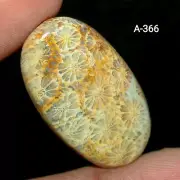 Fossil Coral Polished Cabochon Flat Back Oval Shaped Loose Gemstones 33 carat.