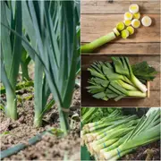 Leek - Giant Musselburg seeds