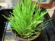 Grow your own Organic Cat Wheat Grass - 8 to 12 week supply -Just add water!